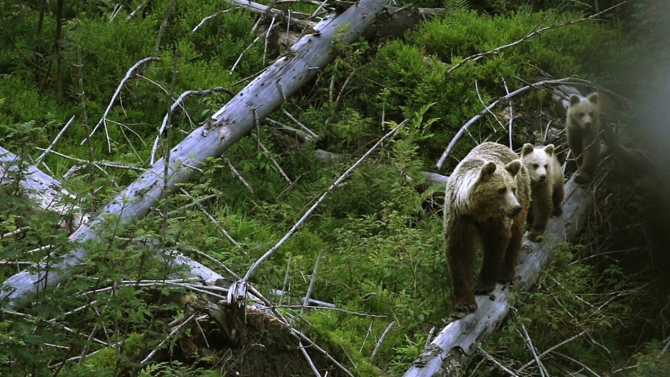 Medvede v Tichej doline. Foto – Karol Kaliský