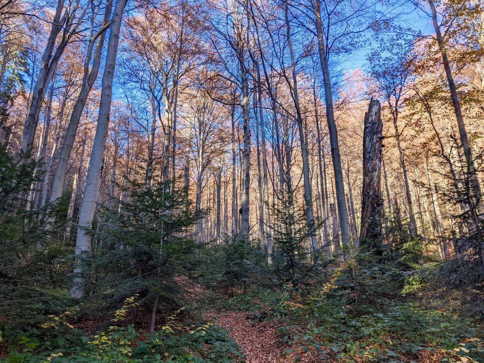 Jedľovo-bukový prales v Stužici. Foto – Soňa Mäkká