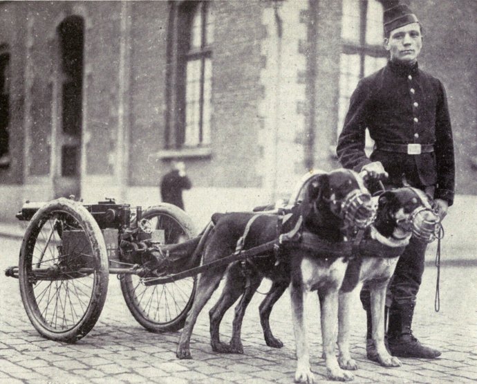 Géppuska elé fogott belga szolgálati kutyák 1915-ben. Fotó - wikipedia