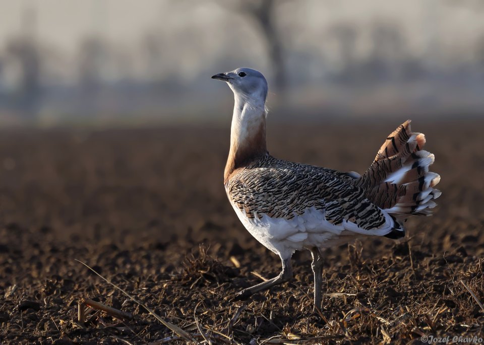 Drop u nás takmer vyhynul. Najťažší lietajúci vták na svete doplatil na