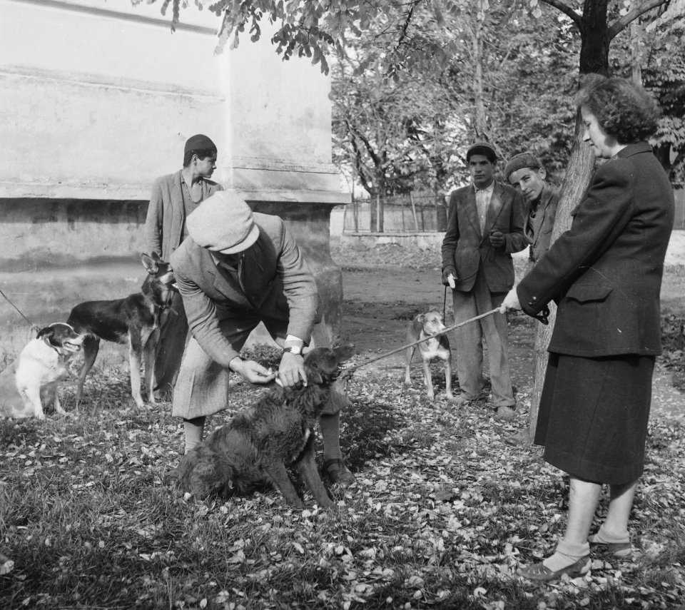 Kutyák veszettség elleni oltása a 20. század közepén. Fotó - Fortepan/Kotnyek Antal/Ráth Károly