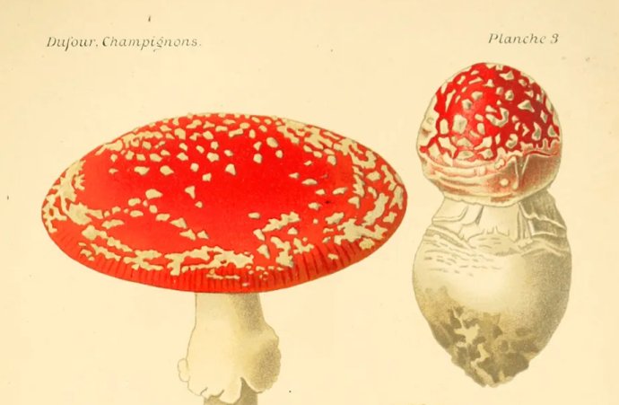 Muchotrávka červená z publikácie Atlas des champignons comestibles et vénéneux, 1891
