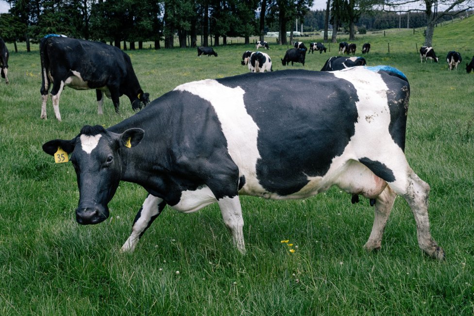 Kravy na farme manželov Mossovcov. Foto - Cameron James McLaren/Washington Post