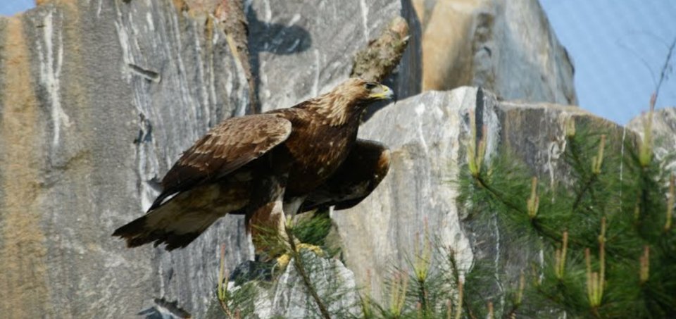 Orol skalný (Aquila chrysaetos). Foto - Google