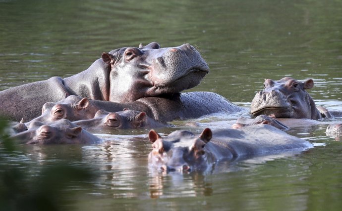 Hrochy plávajúce v jazere neďaleko Escobarovej haciendy. Foto - TASR/AP