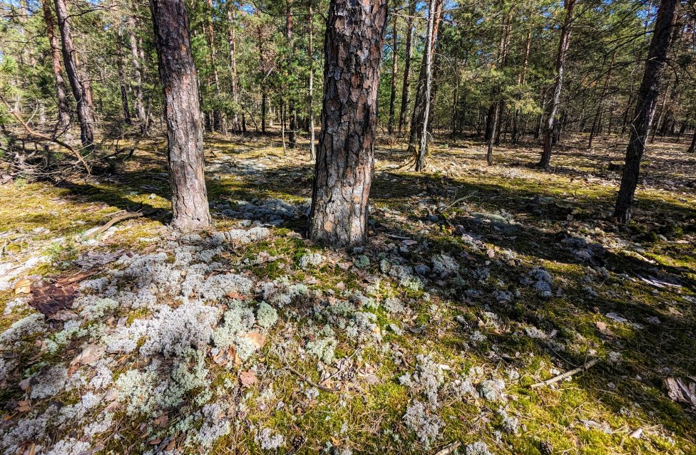 Lišajníkové borovicové lesy na Záhorí. Foto – Soňa Mäkká