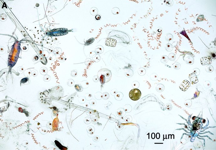 Planktón. Foto - Wiki/CC