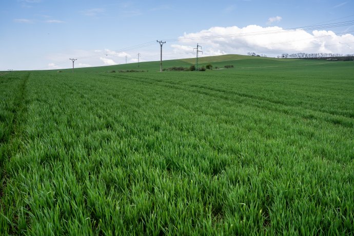 Kopec medzi Radošovcami a Mokrým Hájom, kde majú vyrásť veterné turbíny. Foto N - Tomáš Hrivňák