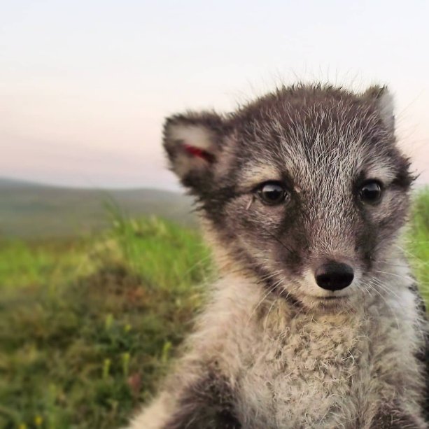 Mláďa líšky polárnej, leto 2018 (zdroj: Facebook Svenska Fjällrävsprojektet - Swedish Arctic Fox Project)