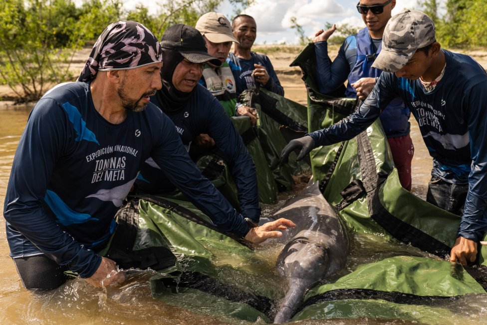 Fernando Trujillo (vľavo) a jeho kolegovia vypúšťajú odchyteného delfínovca späť do prírody. Foto - Andrés Cardona/Washington Post