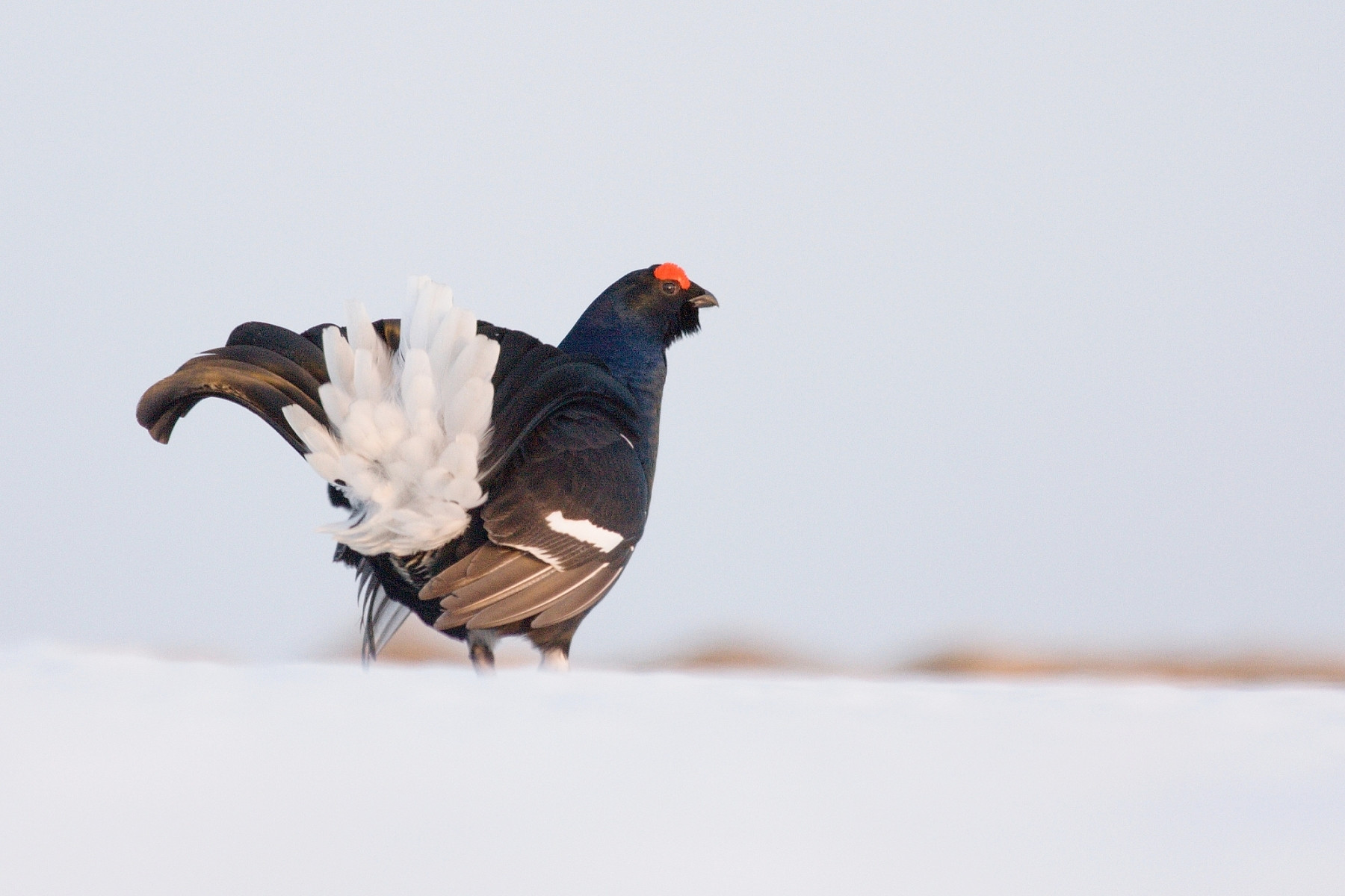 Zonácia Malej Fatry vychádza v ústrety prevádzkovateľovi lyžiarskych stredísk a ohrozuje tetrova hoľniaka. Národný park sa má zmenšiť