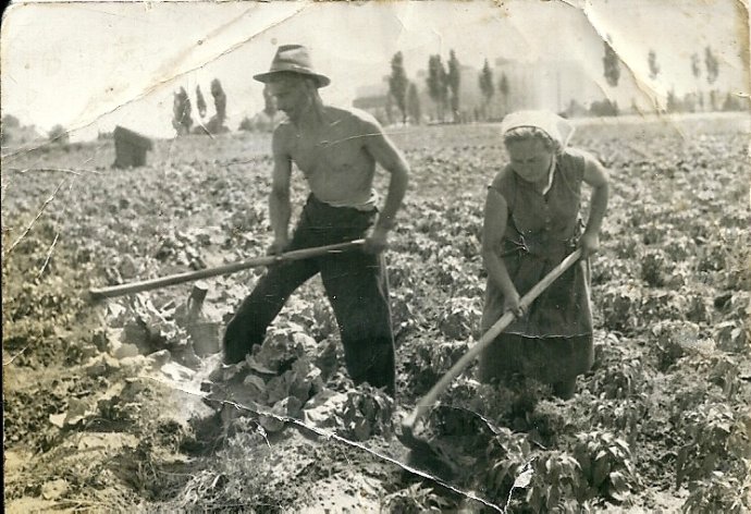 Bolgárkertészet Nyíregyházán, az 1940-es években. Fotó - Trifonovné Karajz Borbála/wikimedia.org