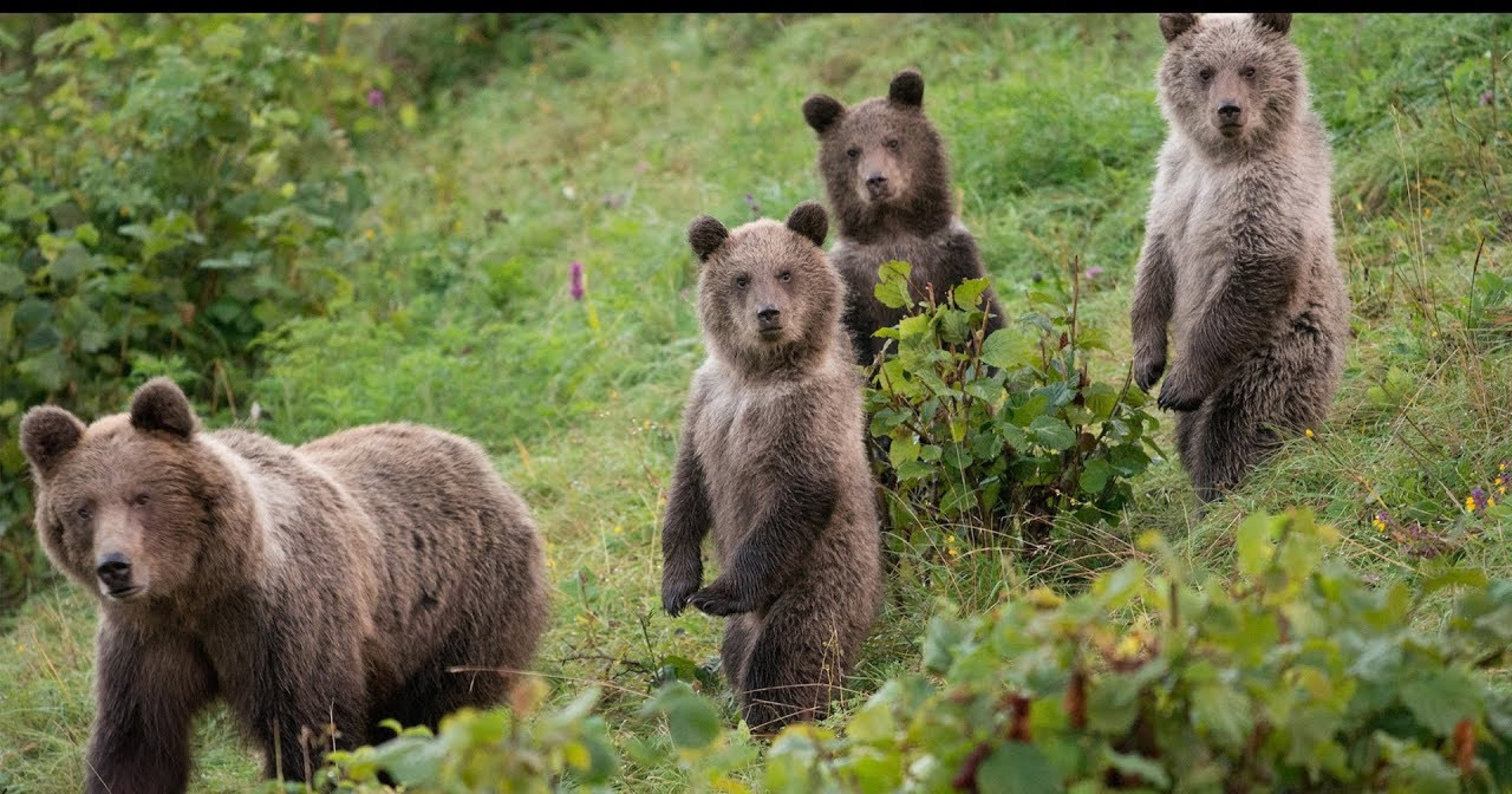 Blog N: Slovensko – krajina medveďov a enviromentálnych fanatikov ...