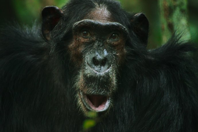 Záber zo seriálu Chimp Empire. Foto - Netflix