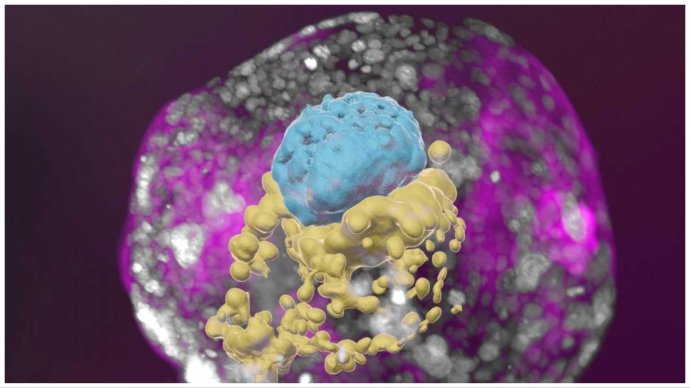 Model ľudského embrya vytvorený z kmeňových buniek v štádiu, ktoré zodpovedá 14. dňu ľudského embrya. Foto – Weizmannov vedecký inštitút