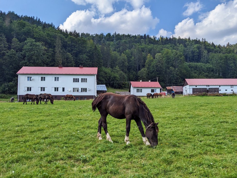 Chov norika muránskeho na Veľkej lúke. Foto – Soňa Mäkká