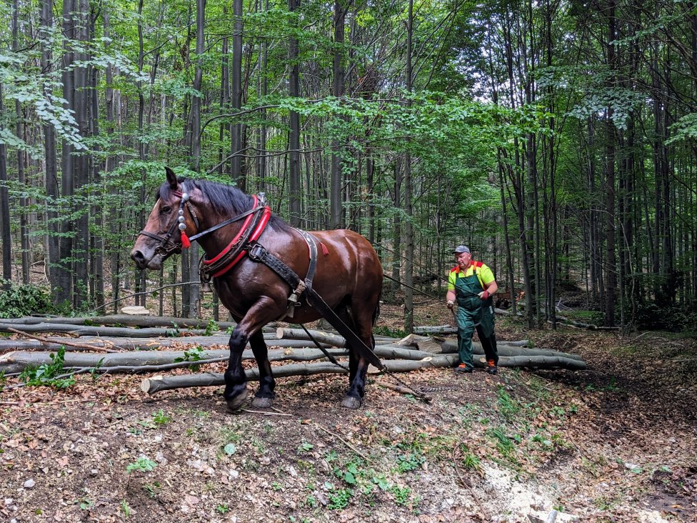 Šetrné vyťahovanie dreva koňom z lesného porastu robí furman z Hrabušíc. Foto – Soňa Mäkká