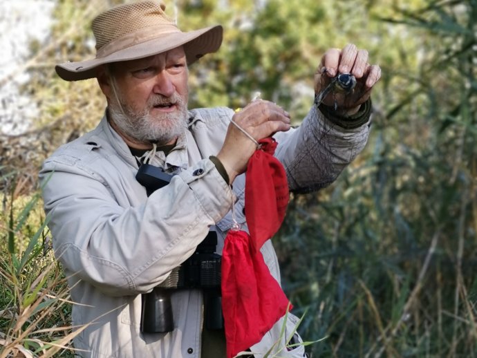 Ornitológ Alfréd Trnka vyťahuje sýkorku belasú zo siete. Zdroj - archív A. T.