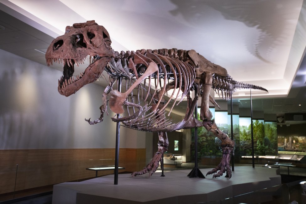 Podľa Fieldovho prírodovedného múzea je Sue „najväčší a najkompletnejší exemplár T. rexa“ a „pravdepodobne najznámejšia fosília na svete“. Foto – Fieldovo prírodovedné múzeum/Martin Baumgaertner