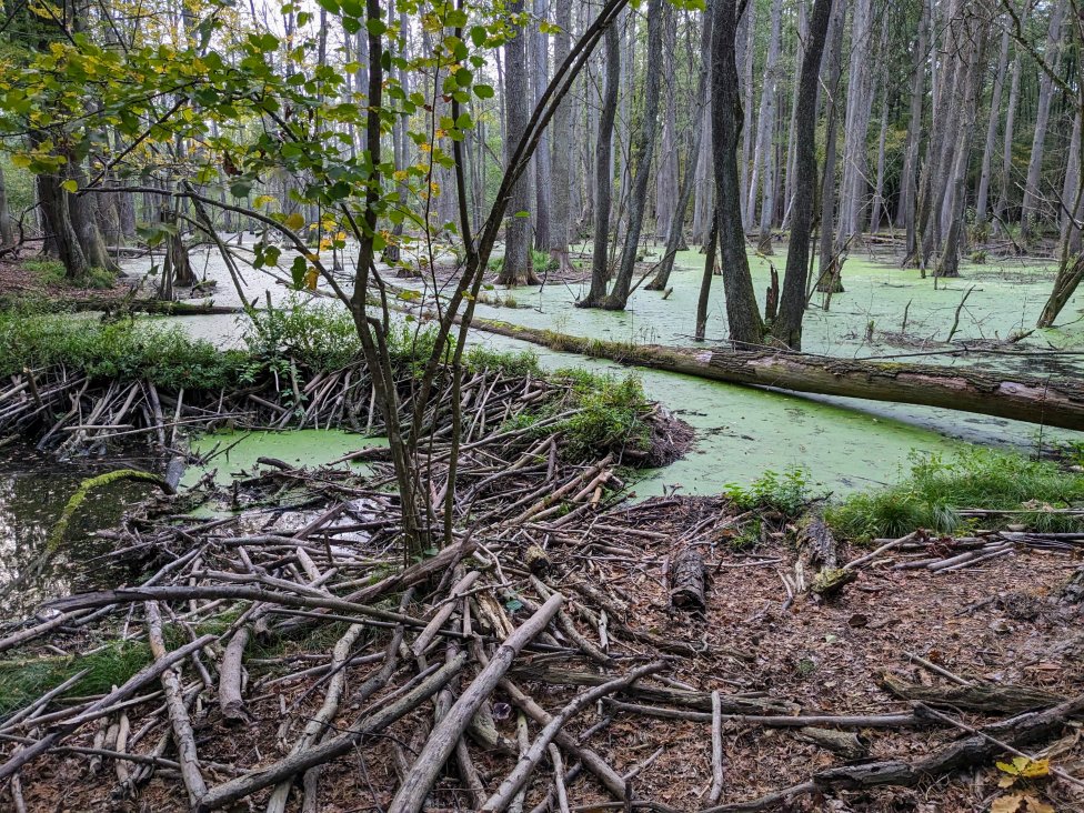 Lokalitu Hanšpíle na Záhorí revitalizuje aj bobor. Foto – Soňa Mäkká
