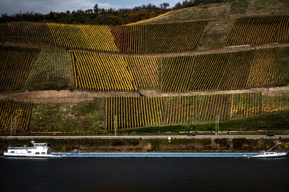 Vinice na Rýne, odkiaľ pochádza známa odroda Rizling. Foto N - Tomáš Hrivňák