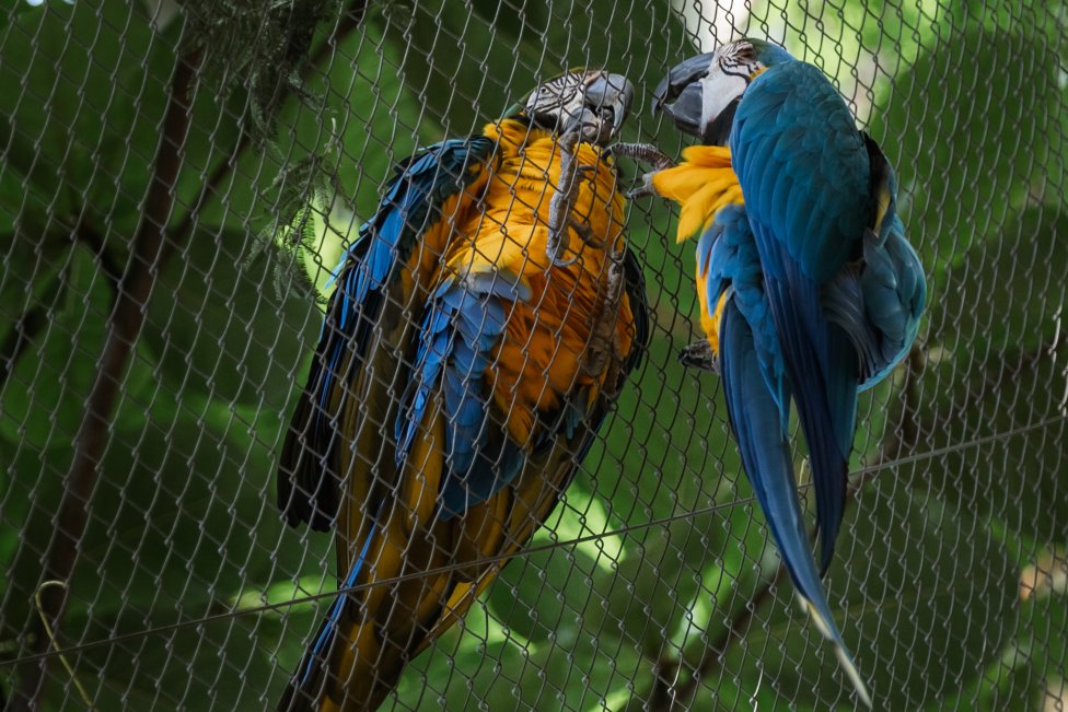 Ary modro-žlté Júlia (vľavo) a Rómeo. Júlia za Rómeom prilieta každý deň už 20 rokov. Foto - Tuane Fernandesová/Washington Post