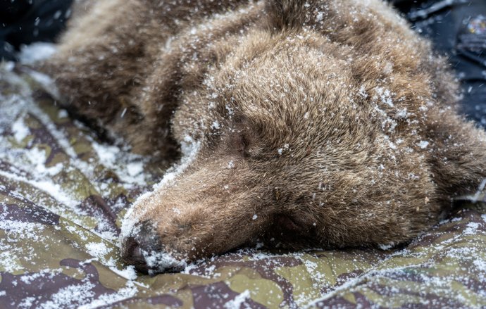 Medveď odchytený a uspatý sedatívami počas zimného spánku. Foto - Ole Frøbert