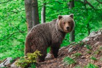 Medveď hnedý. Foto – Jaroslav Slašťan