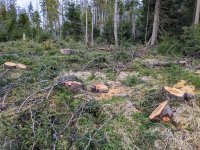 Ťažba zdravých stromov v plánovanej zóne A Tatranského národného parku. Foto – Soňa Mäkká