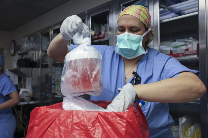 Zdravotná sestra vyberá prasaciu obličku z nádoby, aby lekársky tím pripravil orgán na transplantáciu. Foto – AP