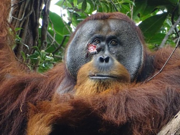 Rana na tvári Rakusa sa úplne zahojila necelý mesiac po aplikácii liečivej rastliny. Foto – Armas/Suaq project