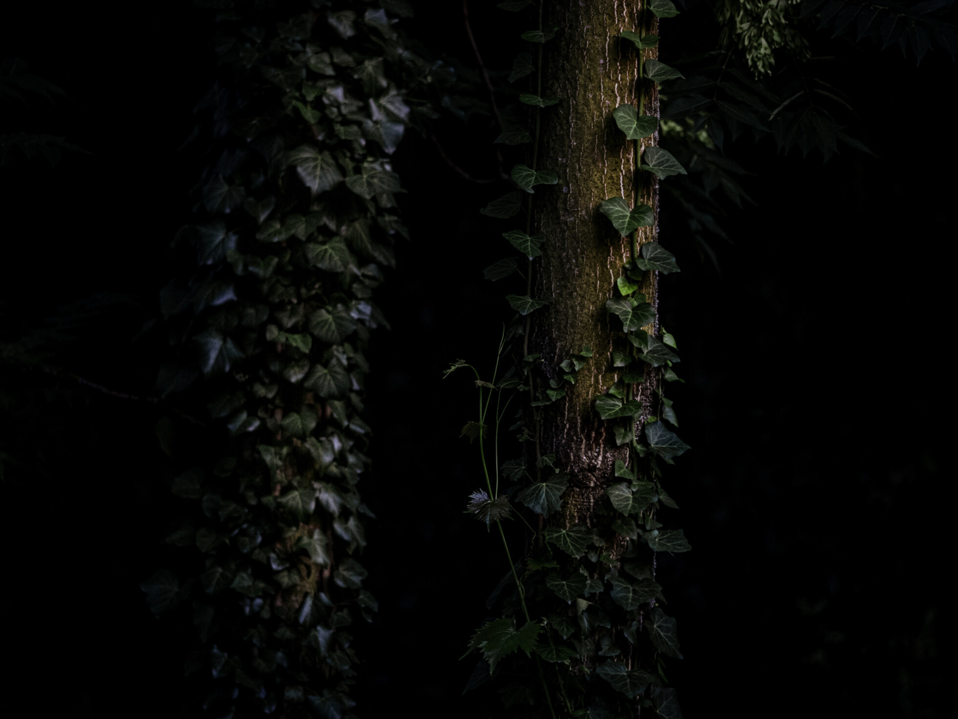 Zobraziť väčšie rozlíšenie