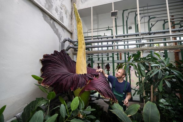 Prečo smrdí ako zdochlina a&nbsp;čím láka zlodejov? Botanik opisuje, ako vypestoval prvé súkvetie zmijovca na Slovensku