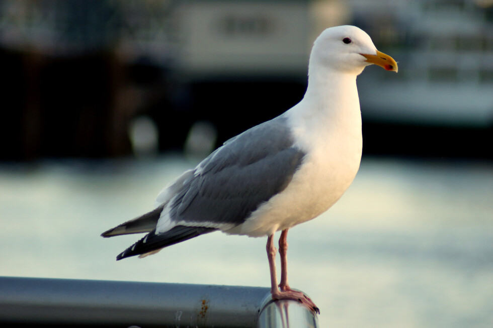 Zobraziť väčšie rozlíšenie