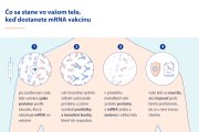 Čo sa deje v krvi po očkovaní mRNA vakcínou? A ako ovplyvňuje transfúziu? (Odpovede na najčastejšie otázky o mRNA vakcínach)