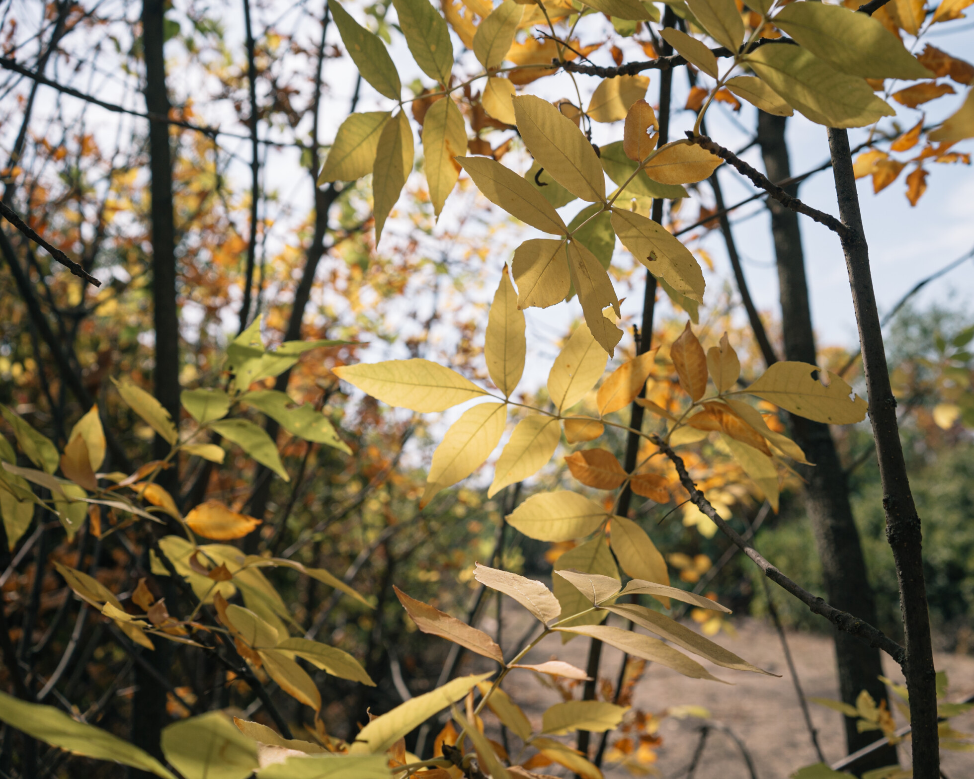 Zobraziť väčšie rozlíšenie