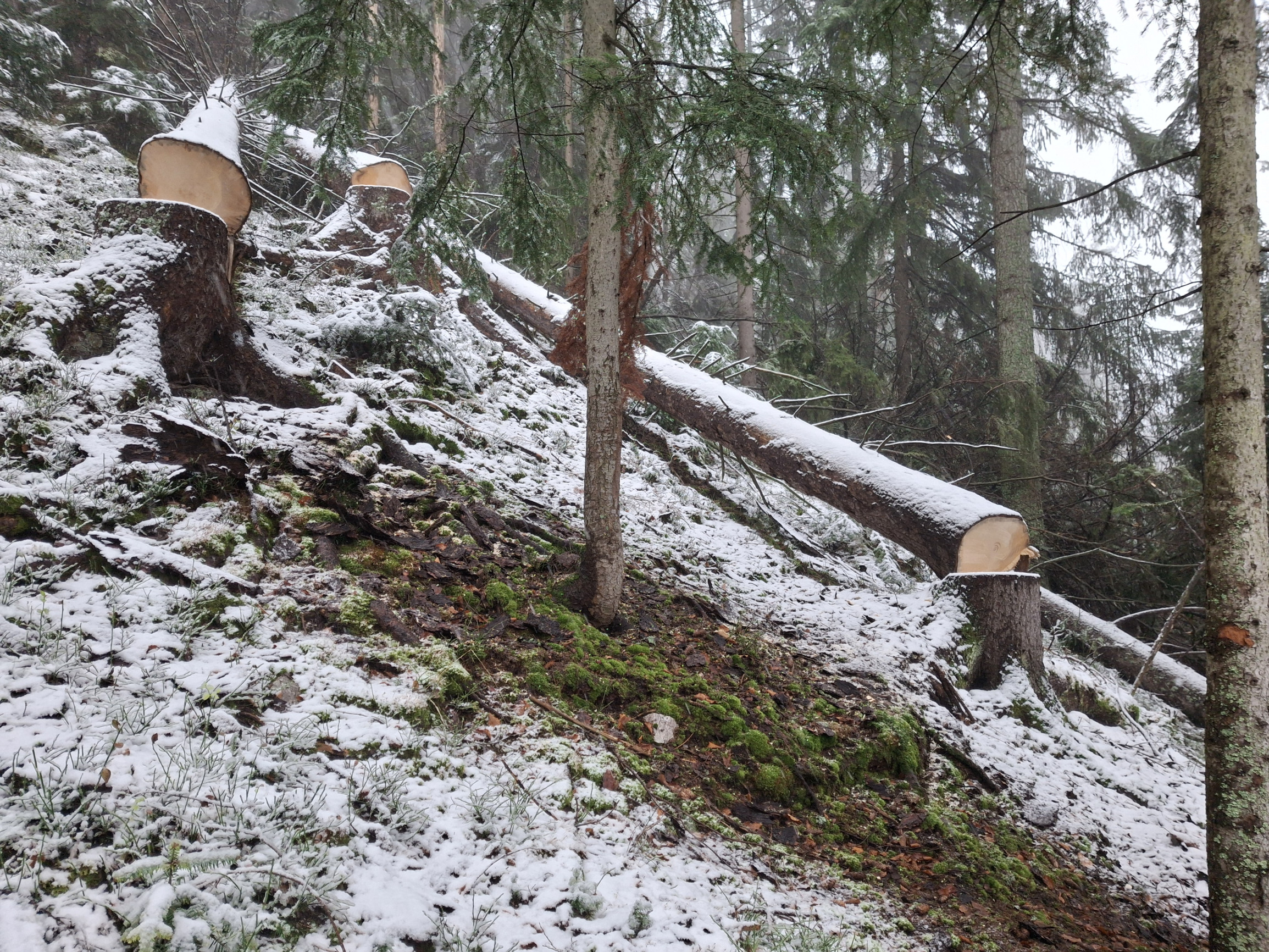 Lesy SR pokračujú v&nbsp;ťažbe vzácnych lesov na Studienci, hoci tam sľúbili nezasahovať
