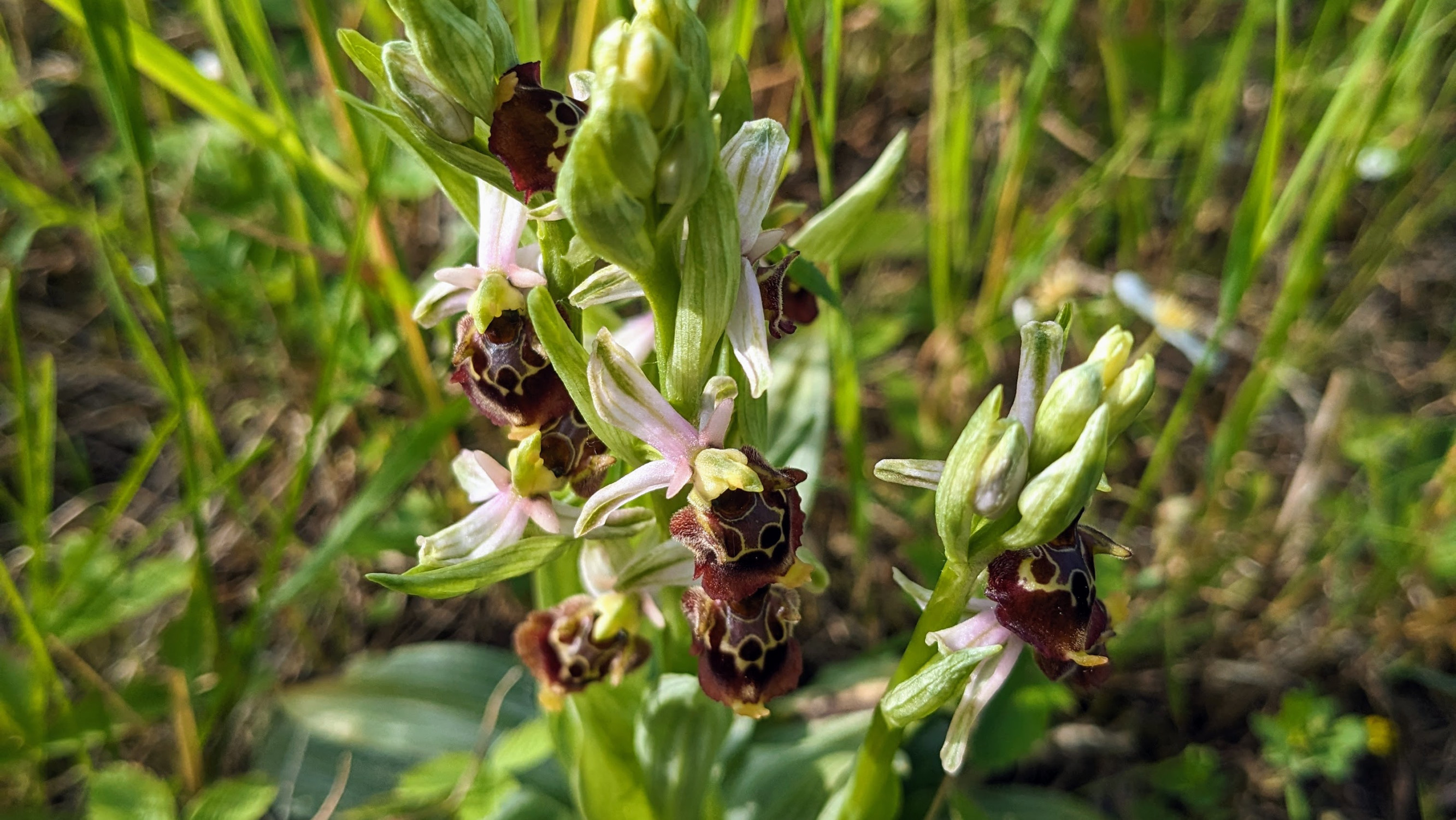 Hiking basecamp: Za orchideami, na Jánošíkov stôl a za jarnými krásami Tribeča