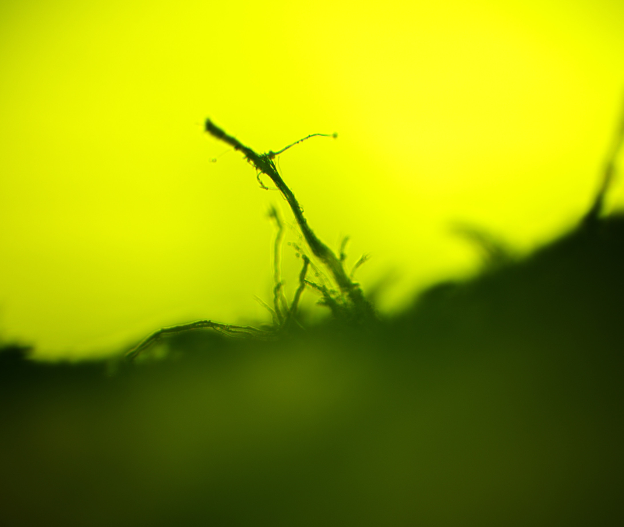 Dve azbestové historky