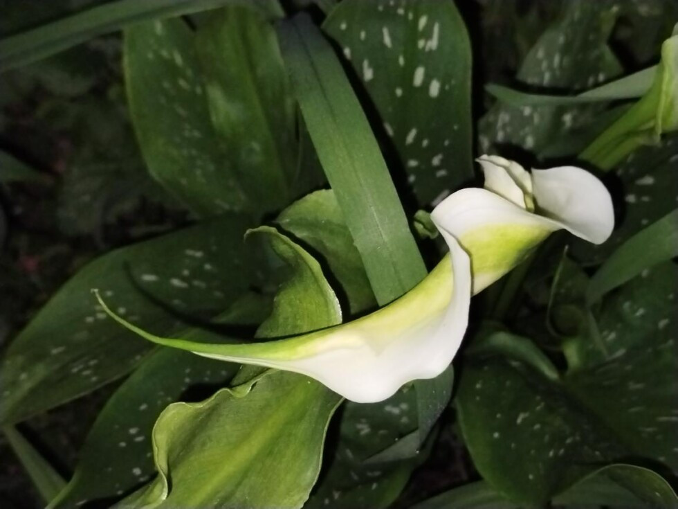 Zobrazit větší rozlišení