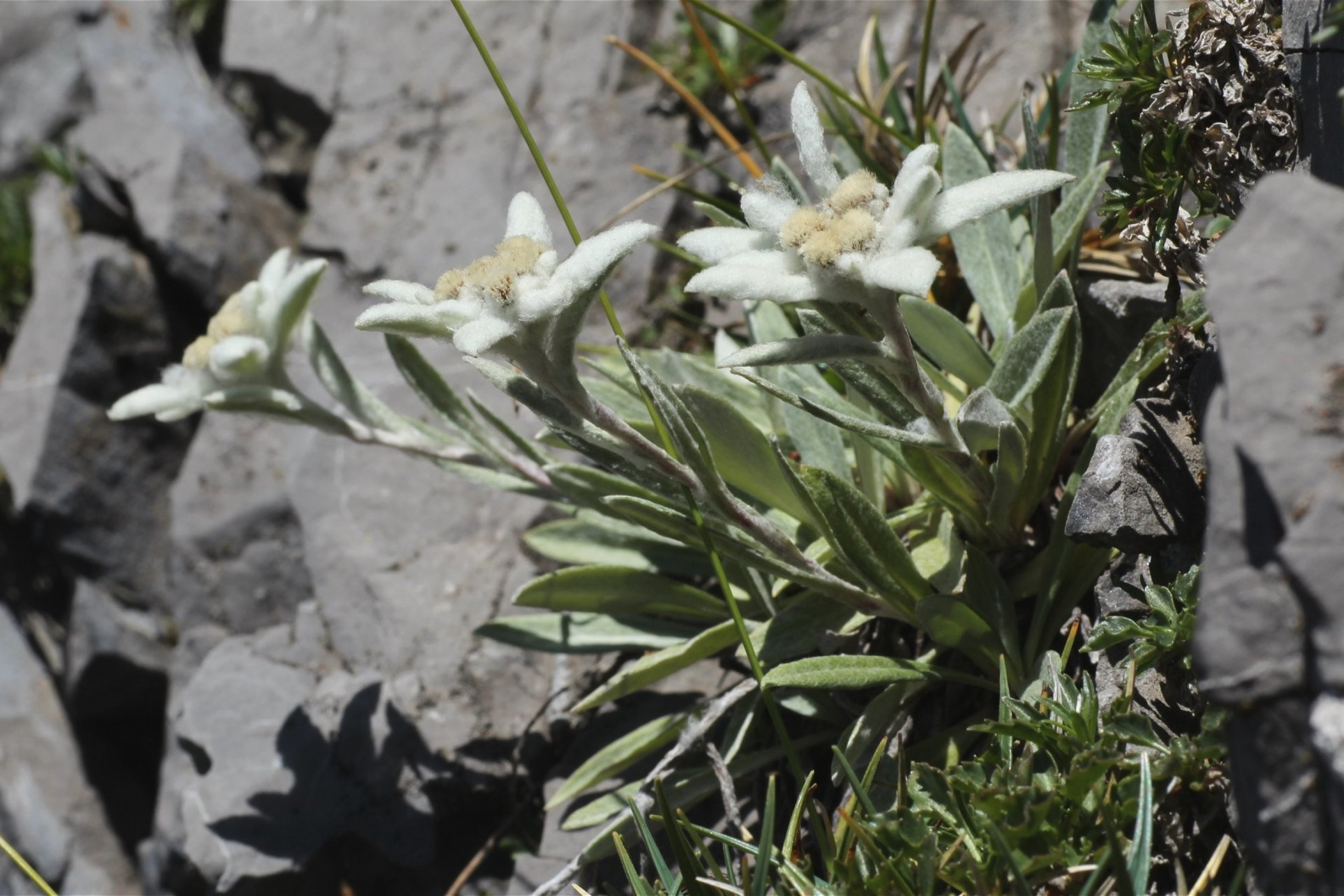 Objavte pestrú tatranskú kvetenu: Ktoré vzácne rastliny uvidíte len v Tatrách?