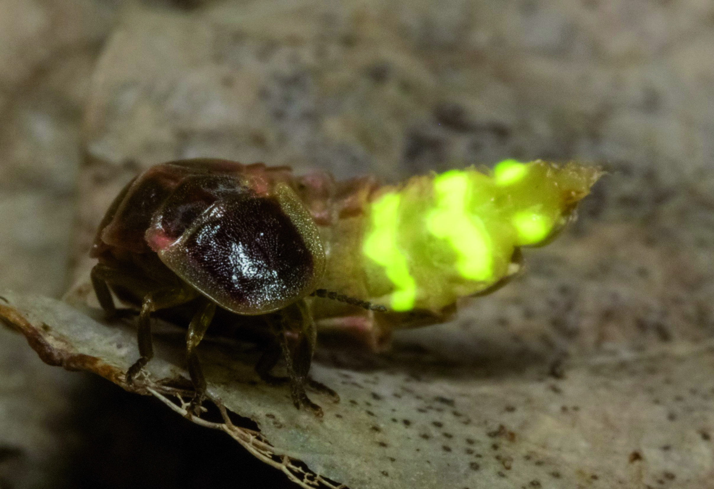 Vedec o&nbsp;svetluškách: Vystopujú a&nbsp;zožerú slimáka, niektoré blikajú synchronizovane