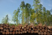 Štátne lesy už vozia k priekupníkom bez výroby menej dreva, no zmluvné objemy zatiaľ definitívne znížili iba jedinému