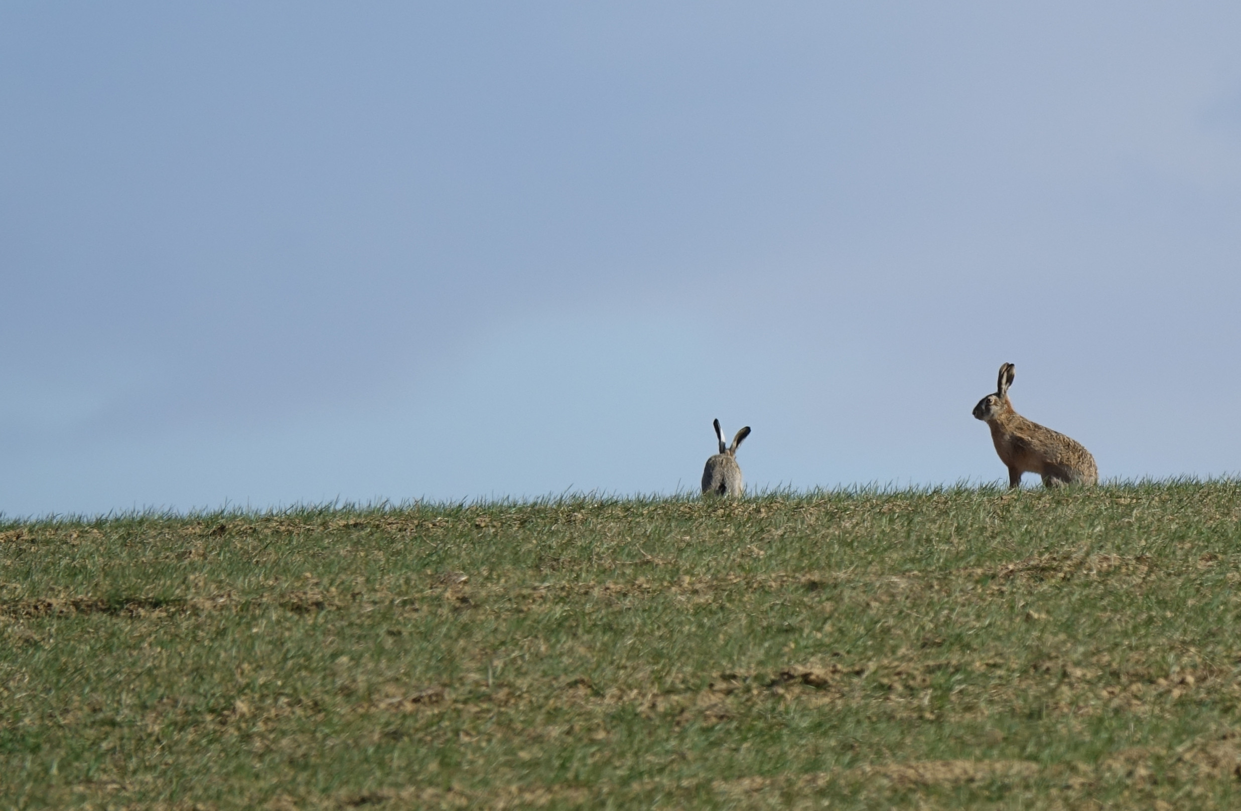 Na Slovensku môže uhynúť väčšina zajacov. Zmutoval vírus, ktorý už takmer vyhubil divé králiky