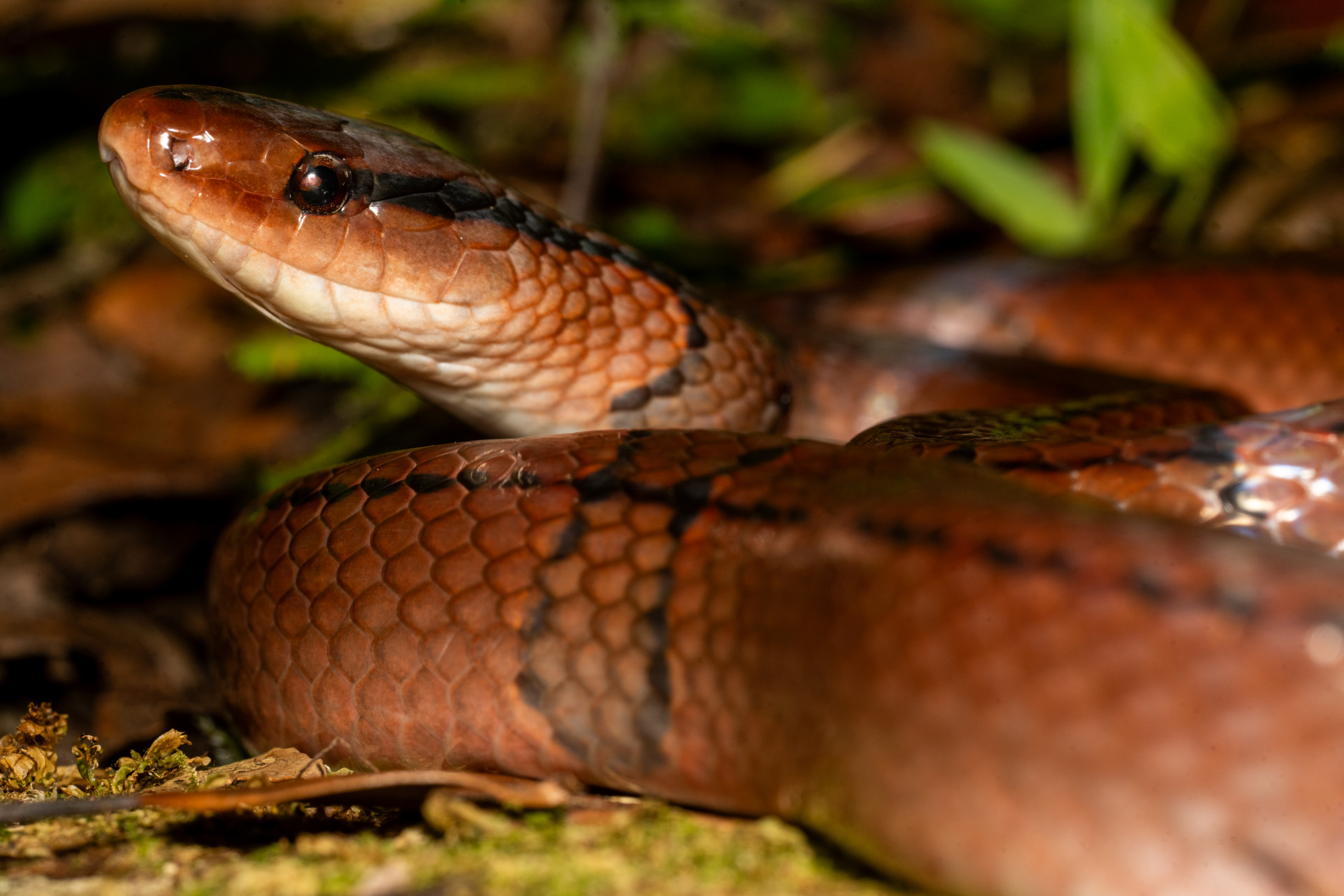 Taiwan medzi prírodou a geopolitikou: Prečo sa fauna ostrova vzdialeného 9 000 kilometrov podobá tej európskej?