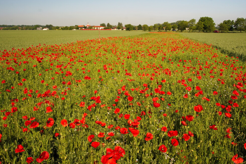 Zobraziť väčšie rozlíšenie