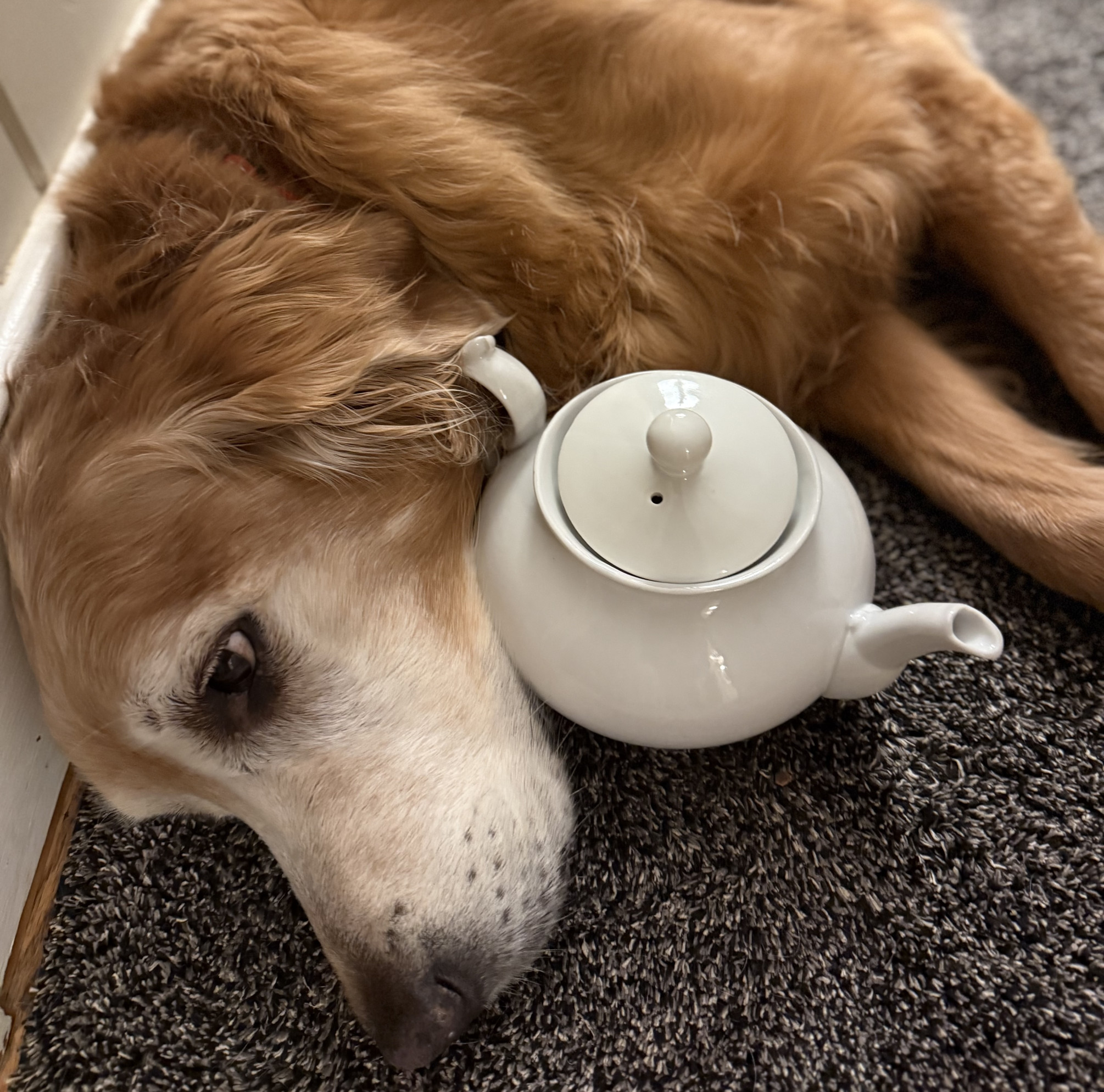 Kradne porcelán aj elektroniku. Správanie retrievera z&nbsp;Virgínie nechápe ani zvierací psychológ