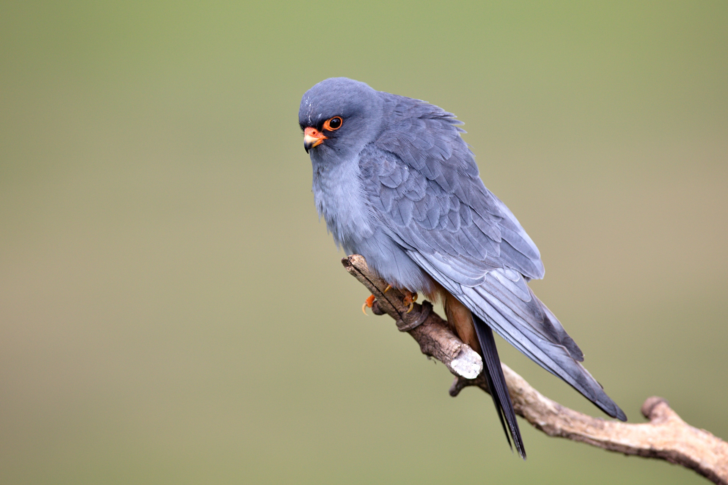 Biopásy sú už na väčšine veľkých polí. Prospievajú vtákom, ktoré na obrovských lánoch nedokážu prežiť