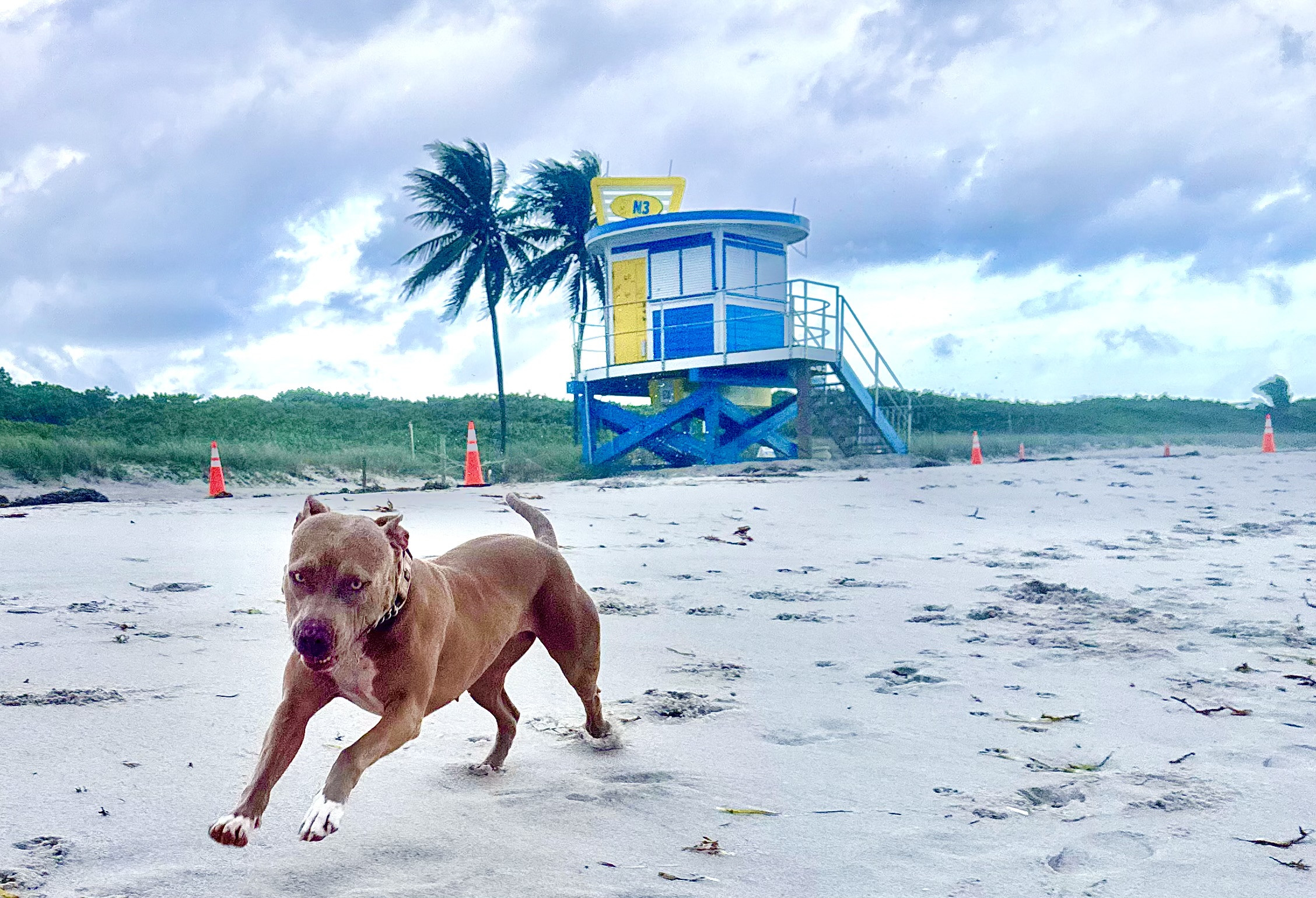 Chceli sme pomôcť útulku, získali sme člena rodiny. Ako sme v&nbsp;USA ako psí pestúni úplne pohoreli