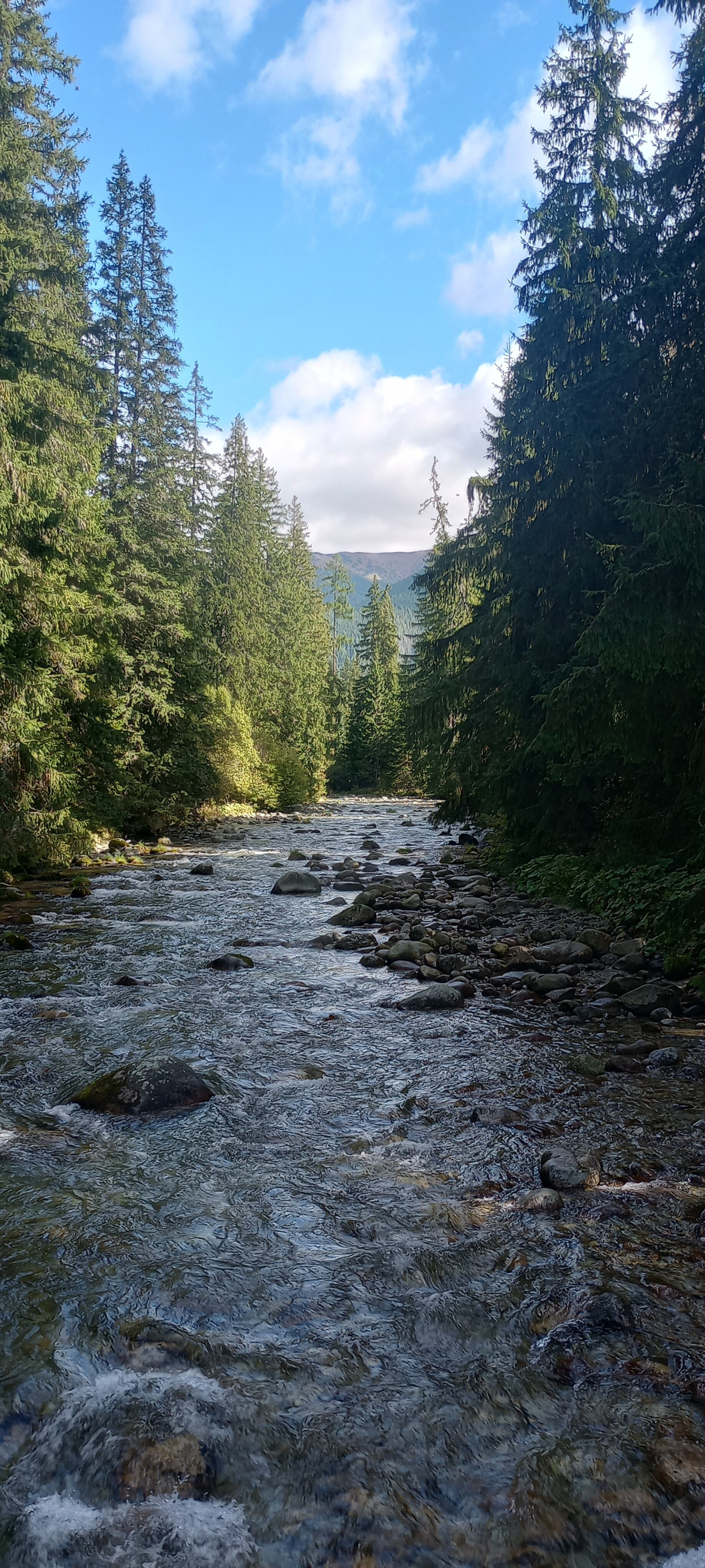 Múdrosť ukrytá v lese